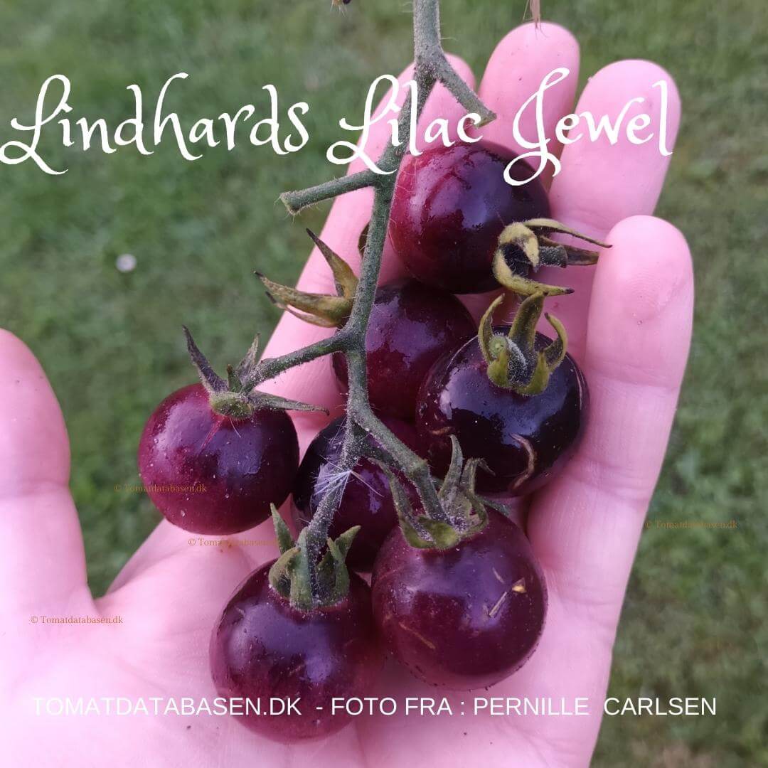 Lindhard´s Lilac Jewel